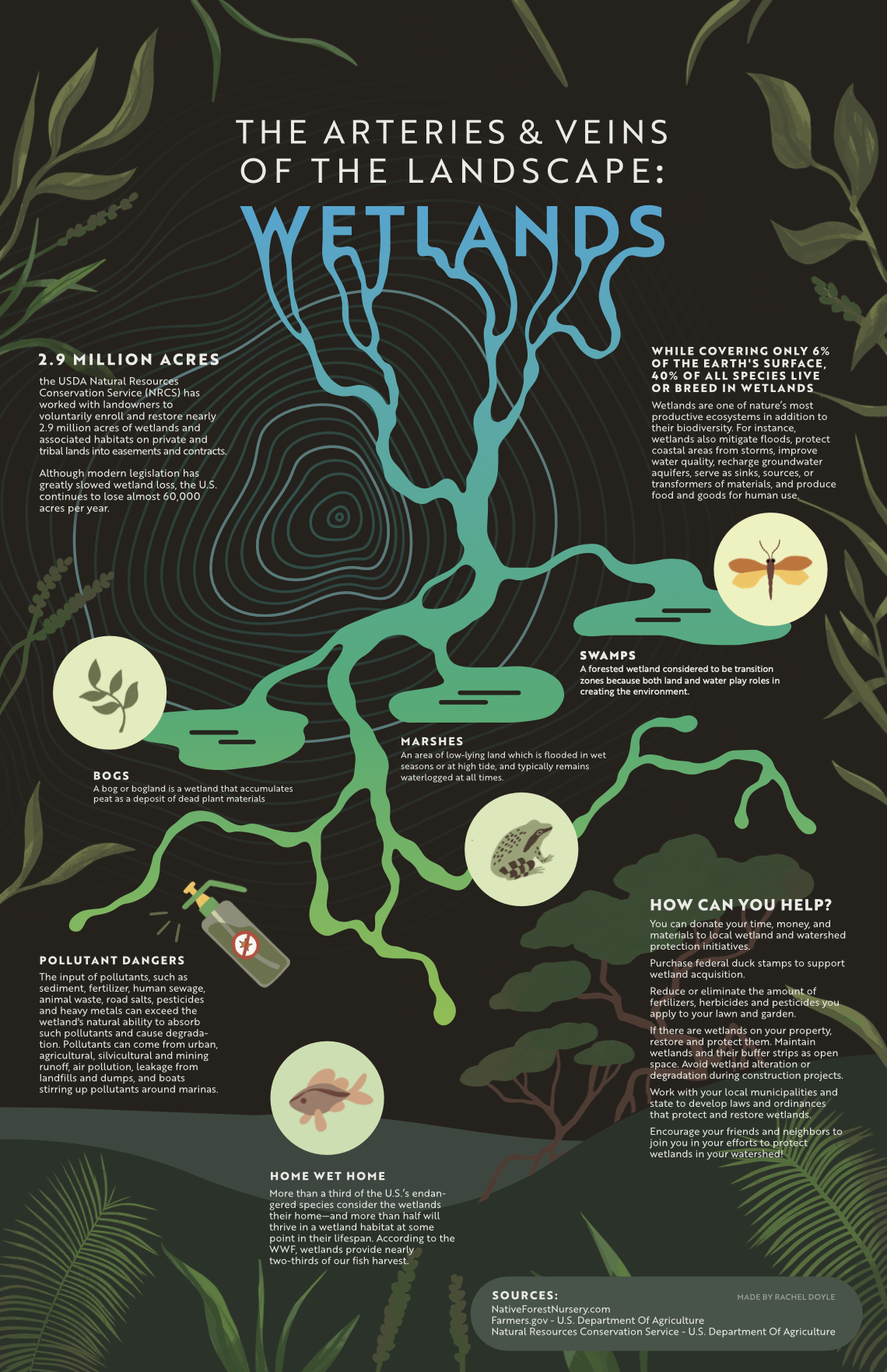 Wetlands infographic - the arteries and veins of the landscape