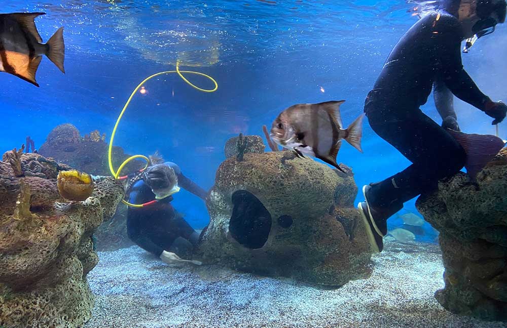 Divers in Mcwane Center Aquarium 