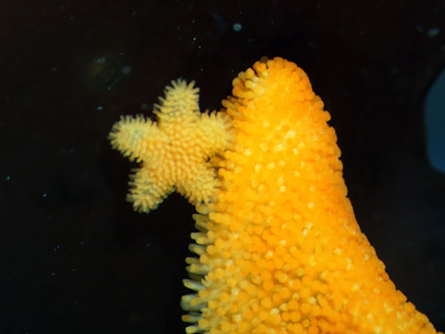 Baby Sea Star with Mom