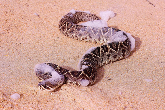 Eastern Diamondback coming from the Surf