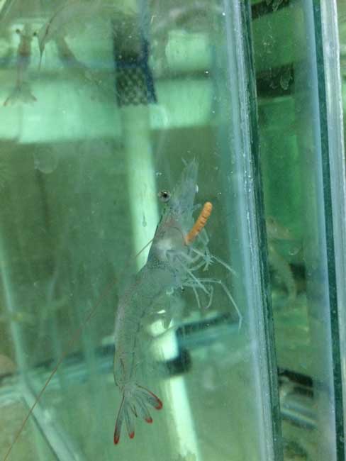Shrimp Is Eating Ramen