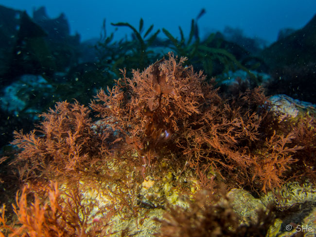 Charismatic Seaweed!