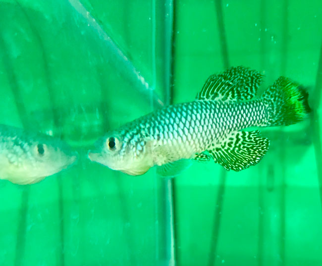 Beautiful Nothos Killifish