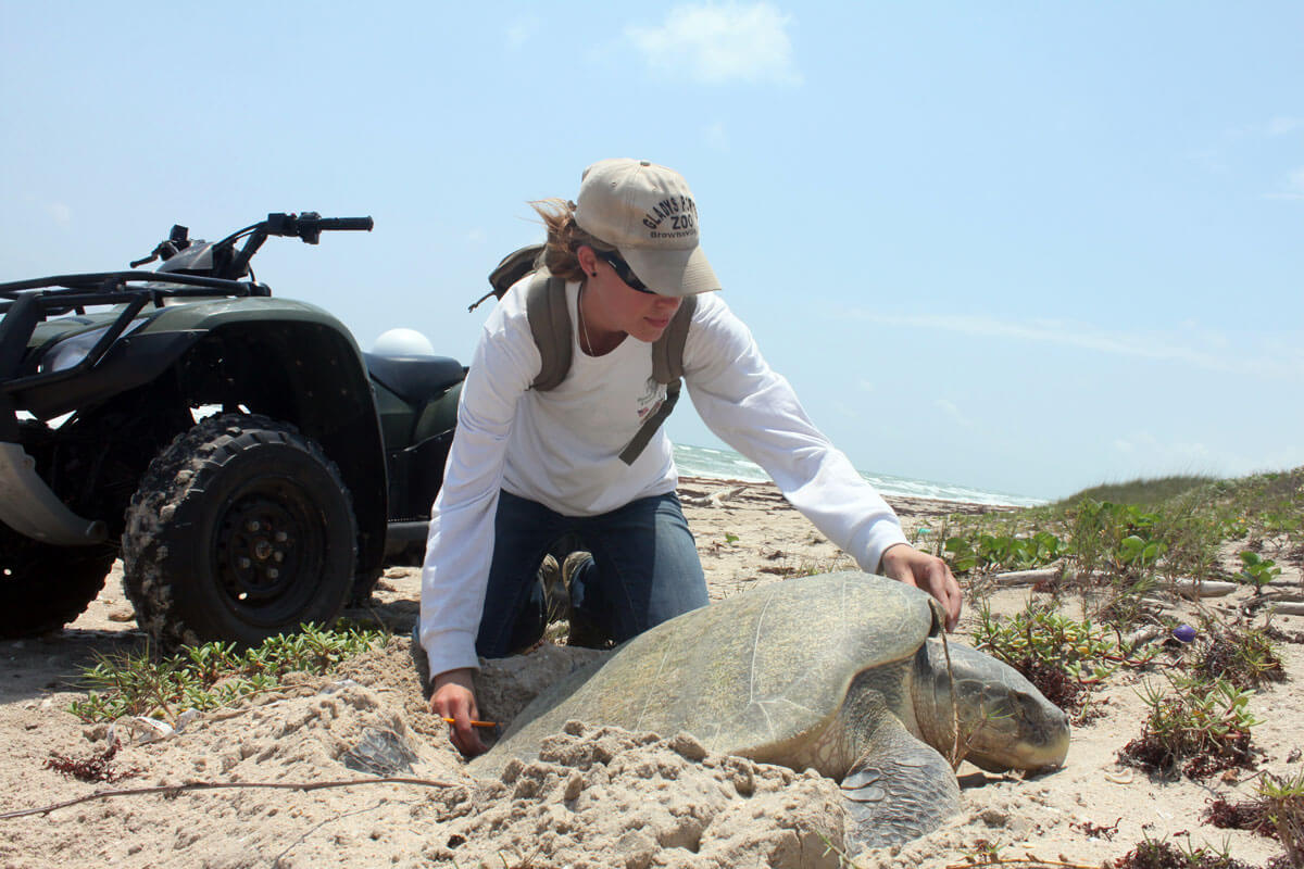 Rescuing a cold-stunned turtle on the beach.