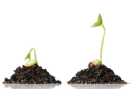 Seeds sprouting.