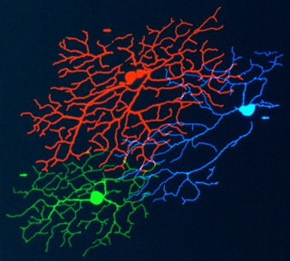 Retinal circuitry highlighted in different colors. 