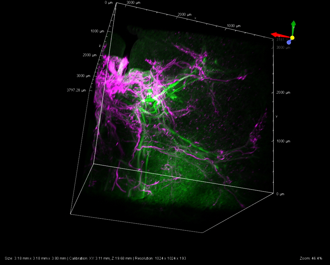 Mouse Lung 3D