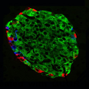 Small Animal Glycemic Clamp Core