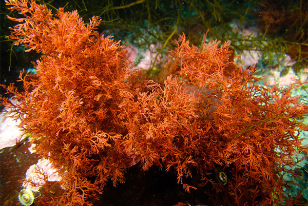 red algae cropped