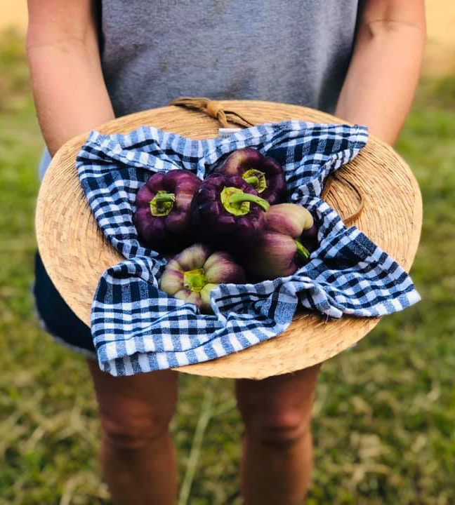Photo of purple bell peppers displayed on a checkered cloth in a straw basket
