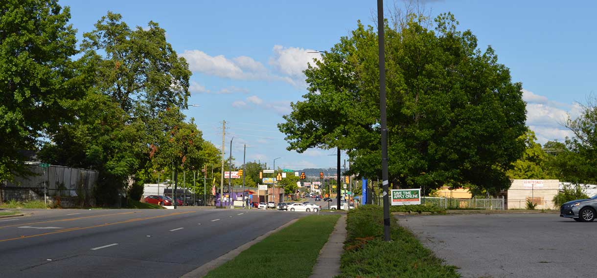 A street shot featuring two large healthy trees.