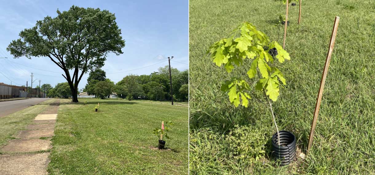 Tree saplings planted at Kingston.