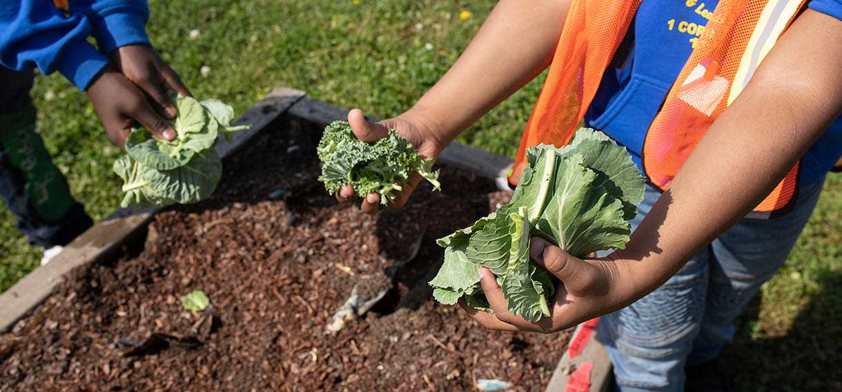 Closeup of hands holding leafy greens above a garden.