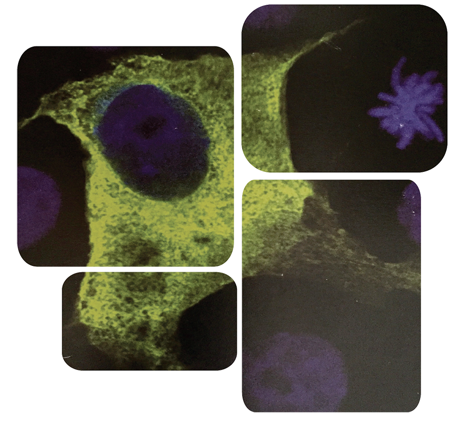 ludwine cells