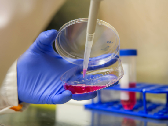 tissue culture edit