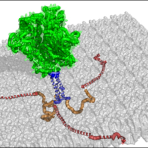 Structural Biology & Biophysics