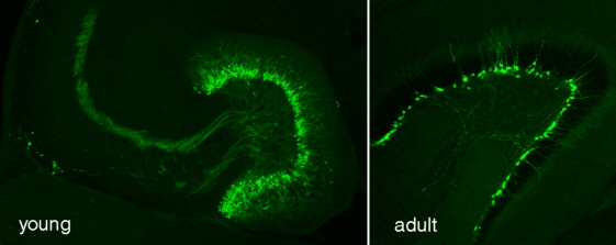 Lab image 