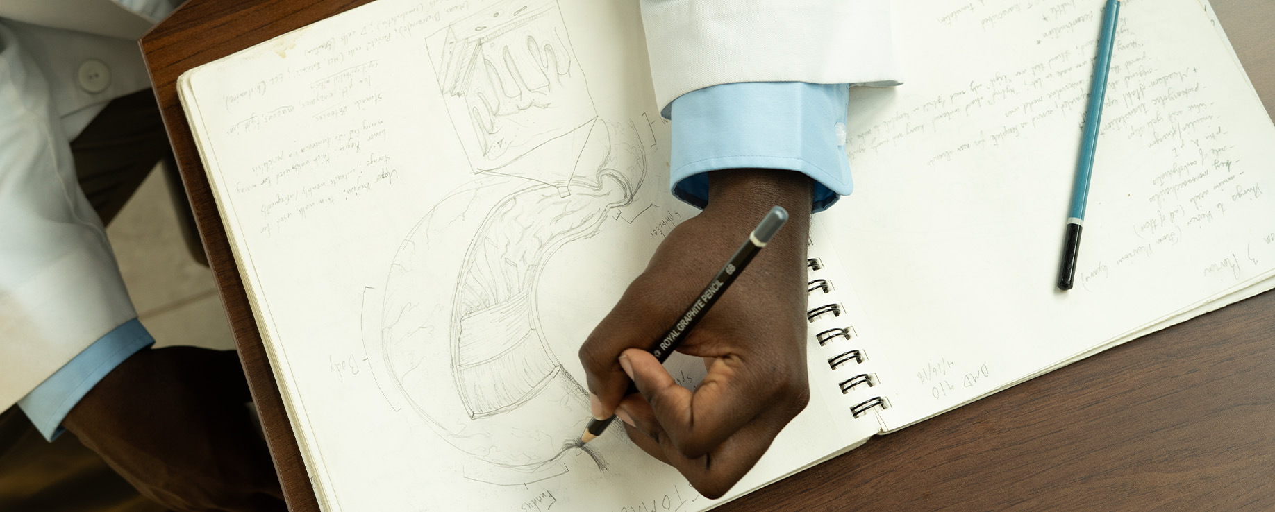 Medical student Leopold’s hand drawing anatomical structure of the stomach. Detailed and labeled pencil sketch.