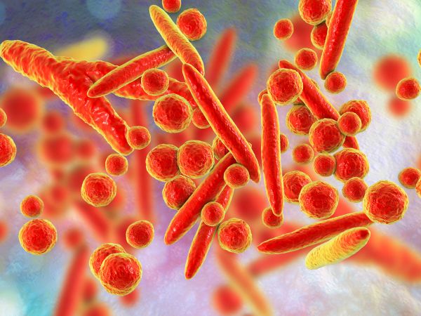 Mycoplasma_stock_2025.jpg