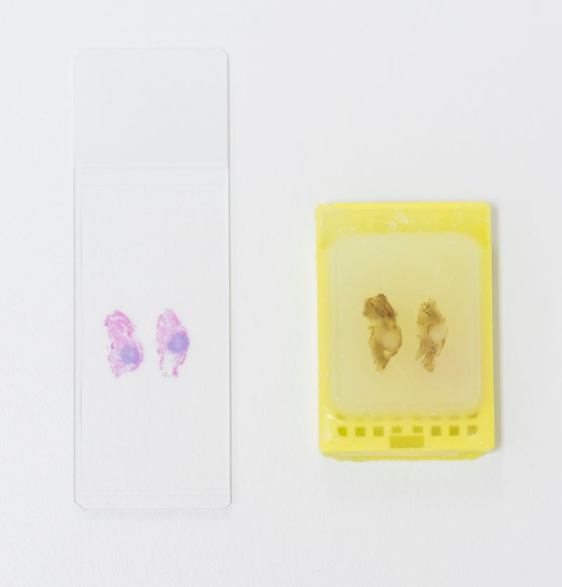 glass slide and paraffin wax block