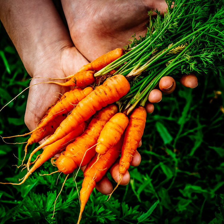 healthy foods