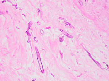 COTW_March_24_image_1.png