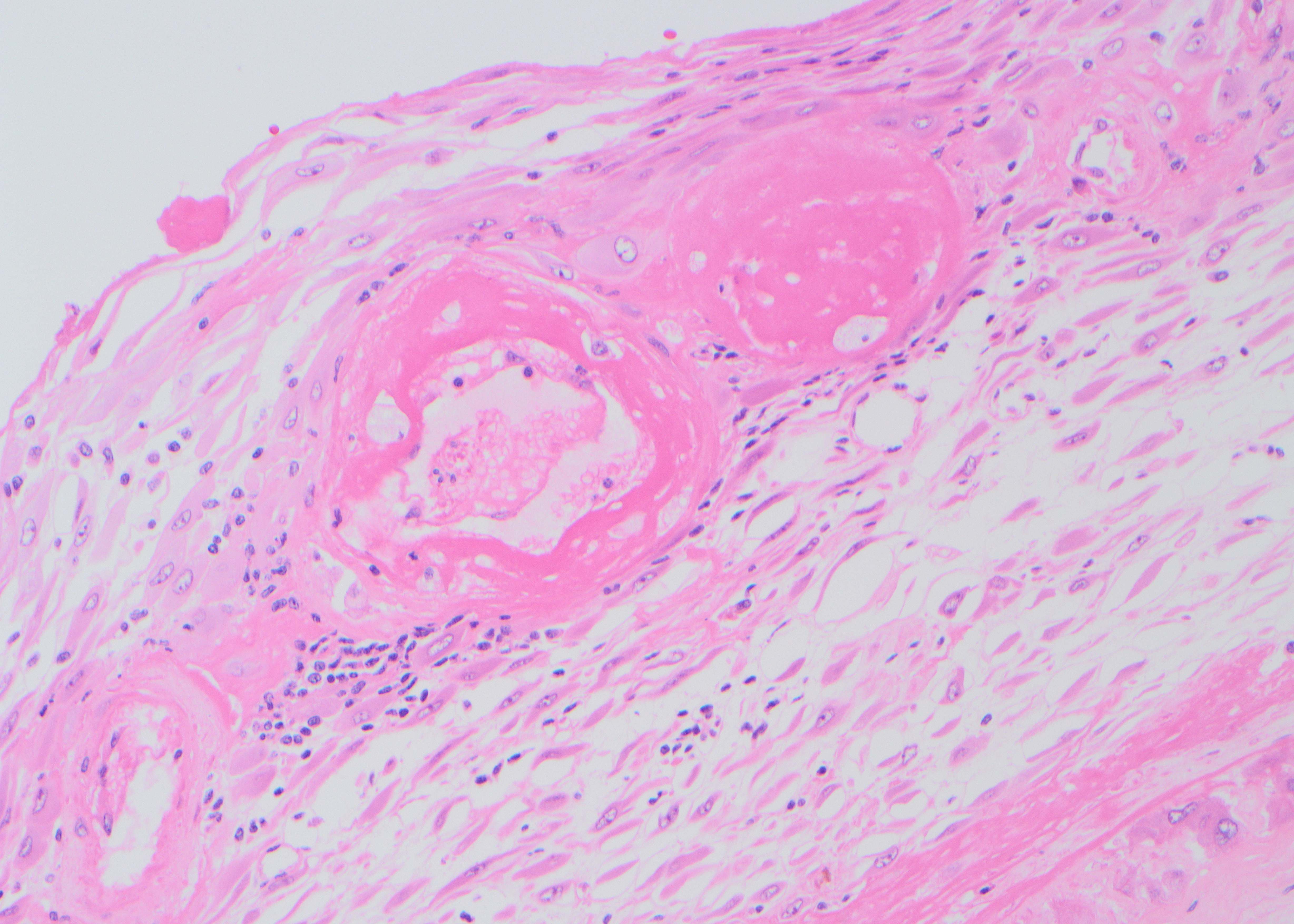 da membranes cotw 10.21.25