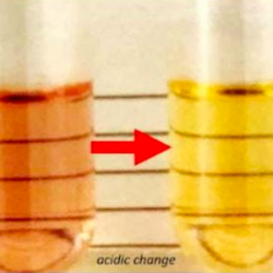 Diagnostic Mycoplasma Laboratory