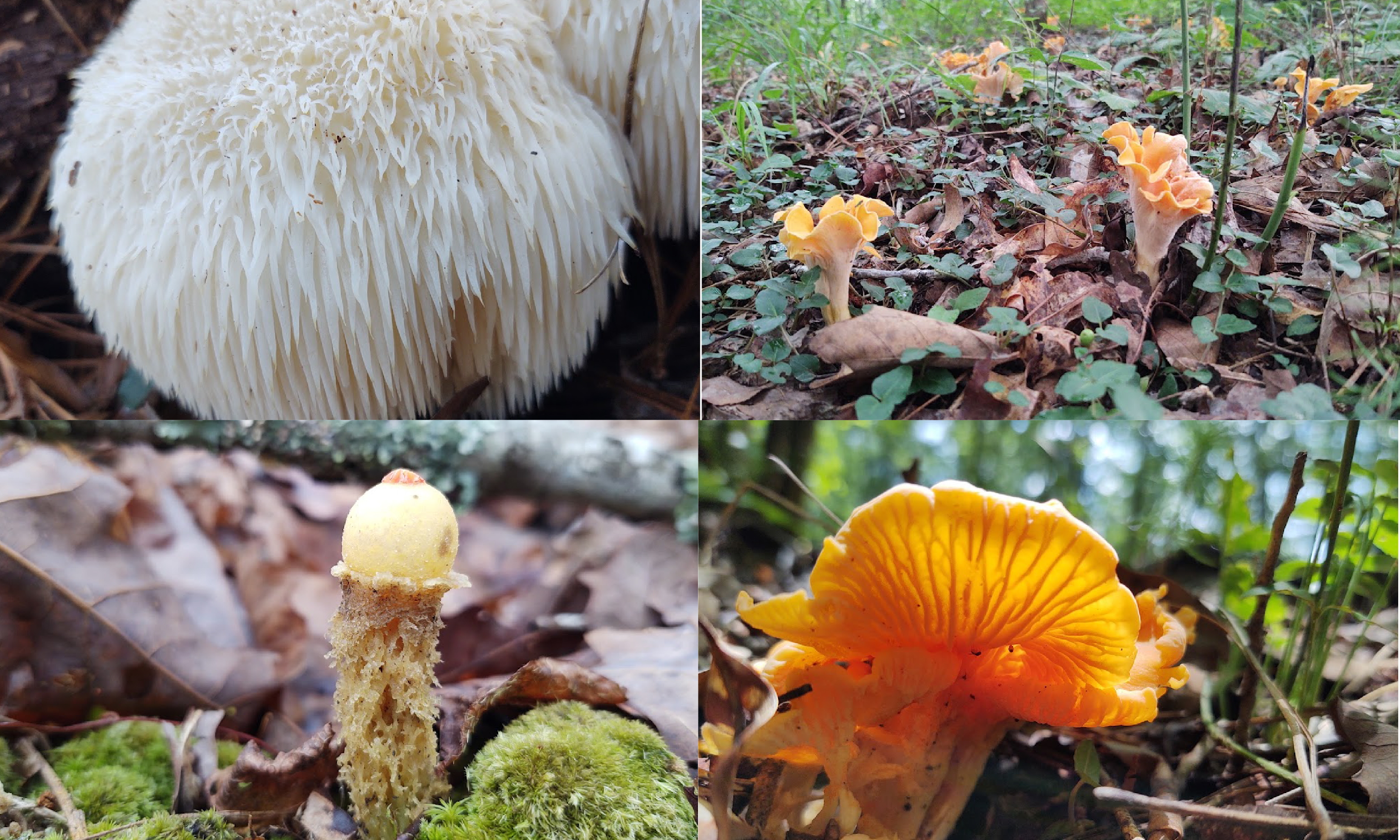 Gallis mushrooms 01