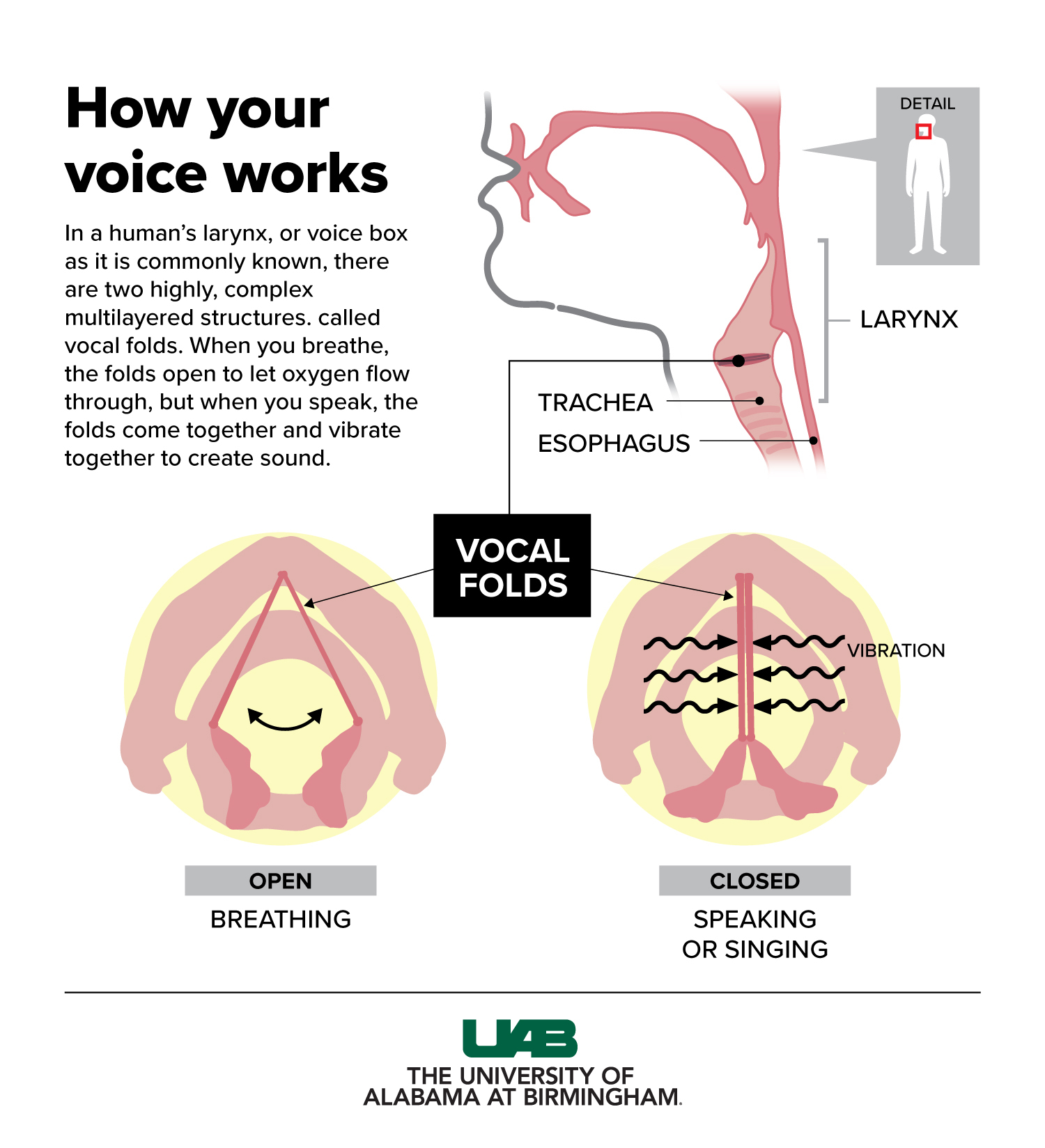 2023 How Voice Works graphic 1