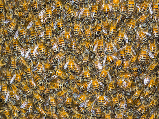 BeeAttack1