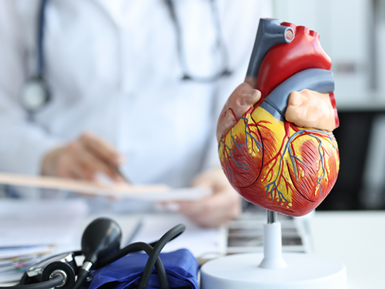 Artificial plastic model of human heart standing against background of cardiologist closeup