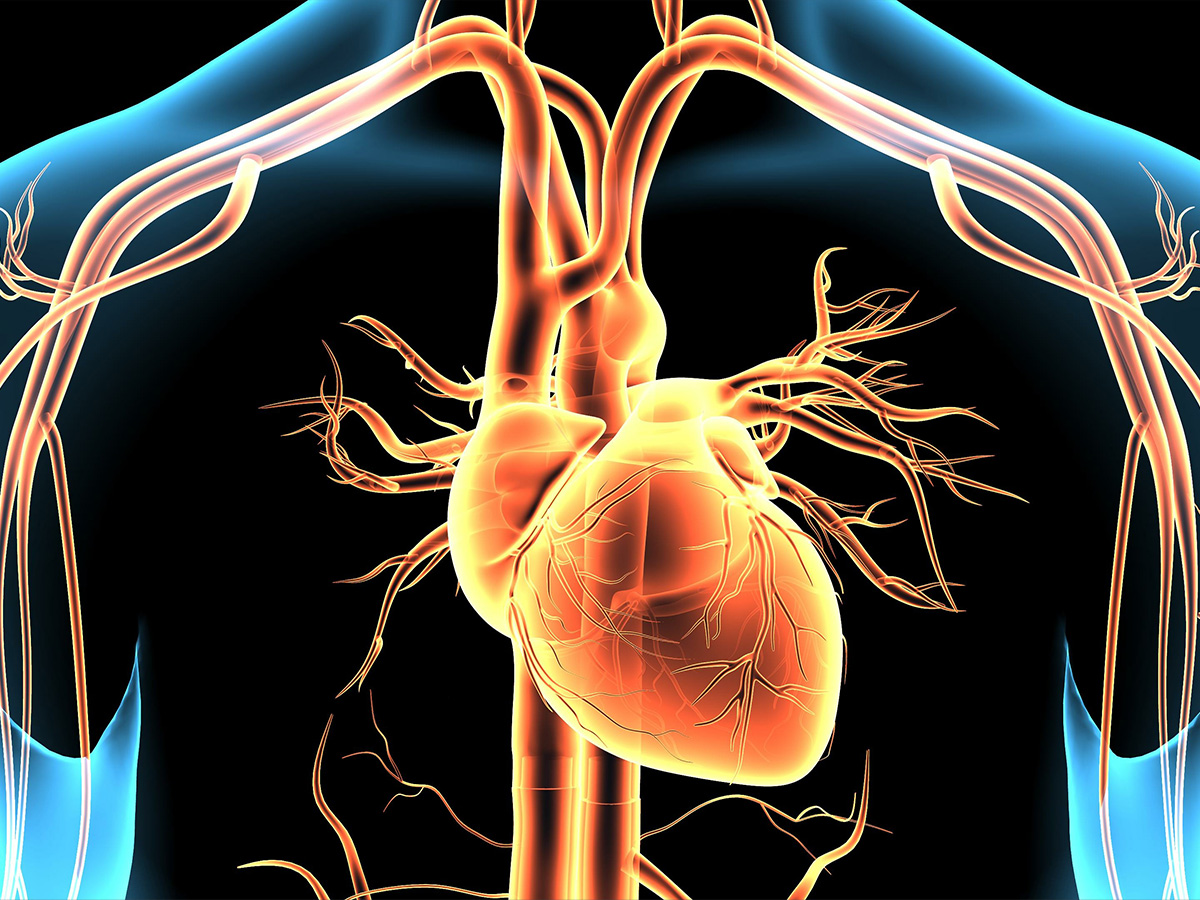 Digital art showing human heart