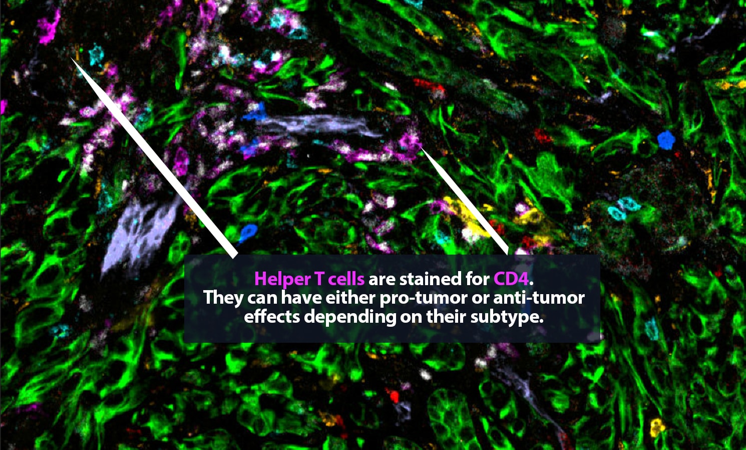 4 alt pink immune 1490x898px