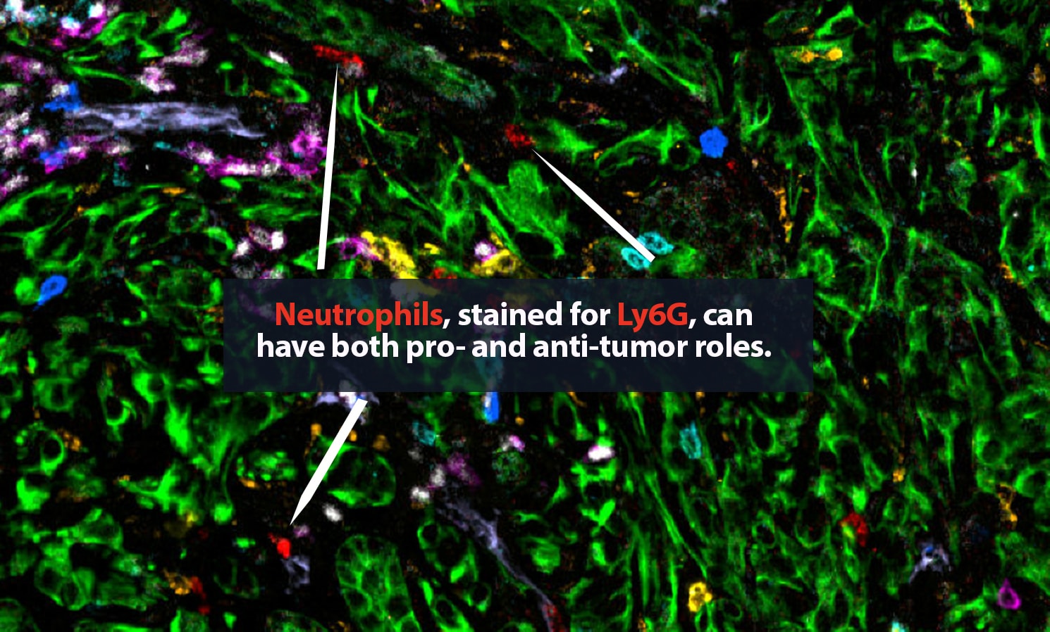 6 alt red immune 1490x898px