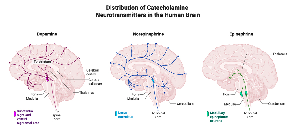 rep transporters 1000px