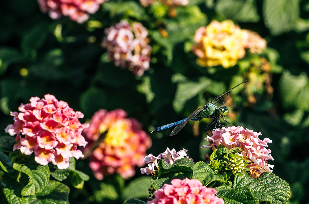 JAT Flowers