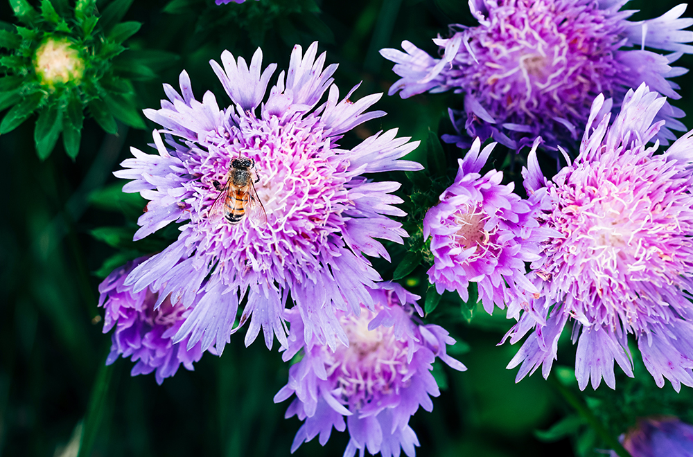 AKM Stokes Aster Bee