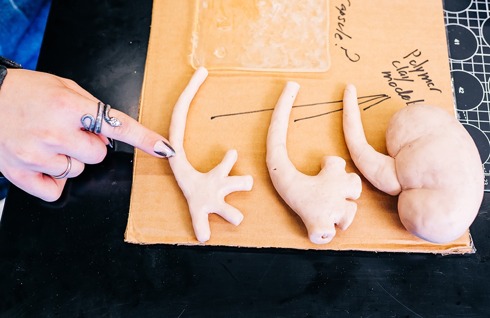 Boydstun points at one particular model of arteries leading to the kidney that is lying on a cardboard surface, labeled polymer clay model