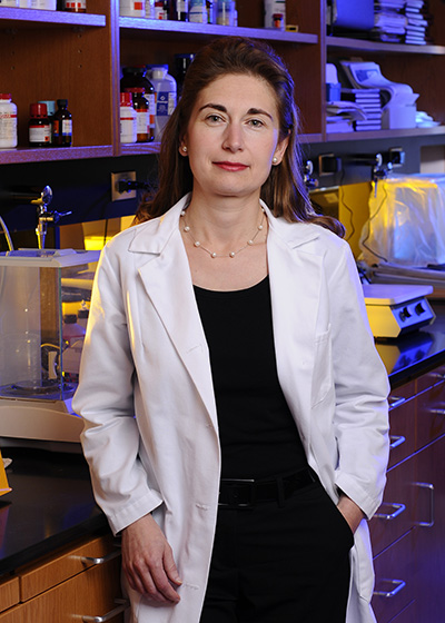 Novel diabetes drug candidate shows promising properties in human islets and mouse models